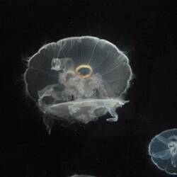 Alaskan Jellyfish