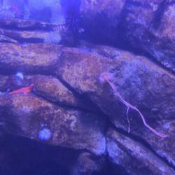 Marine invertebrates