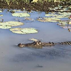 Loads of beautiful water lilies, but danger lurks!