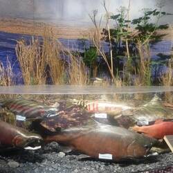 Salmon in the refuge lakes and streams