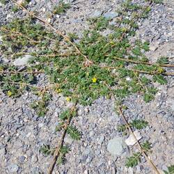 You Aussies know, particularly you guys from the Pilbara. Even here those nasty things grow