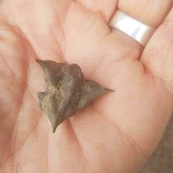 I found in Russia. You really don't want to step on these!