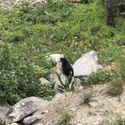 Met a yellow bellied Marmot on the trail