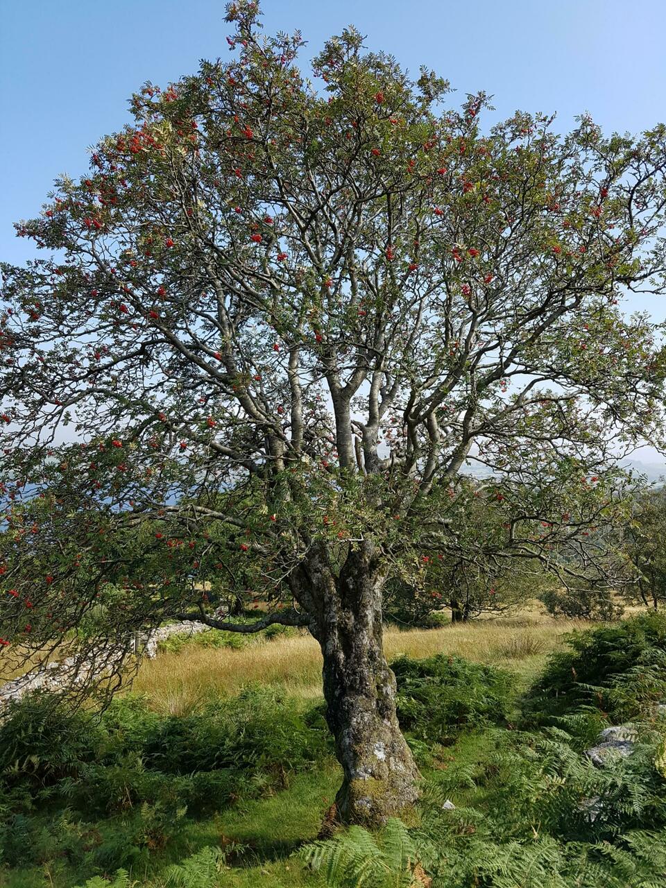 Beautiful Rowan tree on descent to Llyn Trawsfynydd