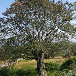 Beautiful Rowan tree on descent to Llyn Trawsfynydd
