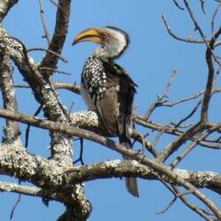 Hornbill