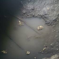 Shrimps in einer Pfütze