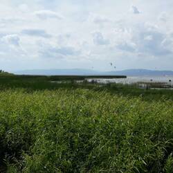 Windsurfer in der Ferne
