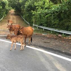 Eine Kuh-Familie auf dem Gipfel des "Hai Van Passes"