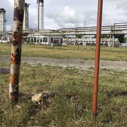 Auf der Anlage waren haufenweise Gopher. Sie störten sich wohl nicht am "duftenden" H2S.