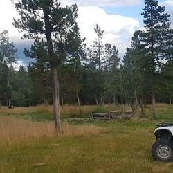Hard to believe a big boy like this is happy just eating grass, waiting for the salmon to arrive.