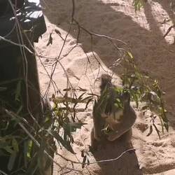 Koala, Dingos und Schimpansen