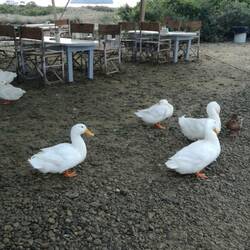 Enten am Pancake-Stand neben dem Tümpel