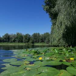 At shore thrives many lush water lily meadows!