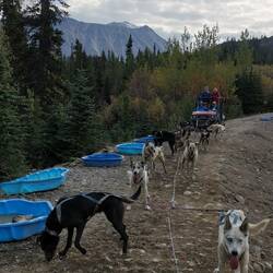 We had an exciting sled ride around the camp. Here the dogs have a rest.