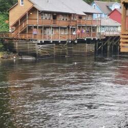 The salmon are running in downtown Ketchikan
