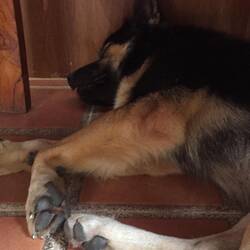 Ein süßer Hund im Hostel in Laos