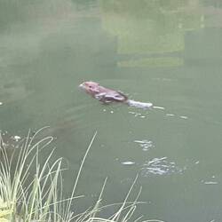 Biber beim morgendlichen Schwimmen