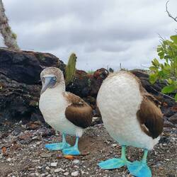 Boobys