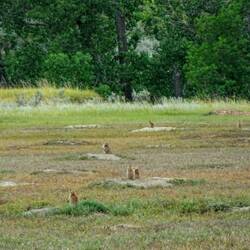 Prairie dog city