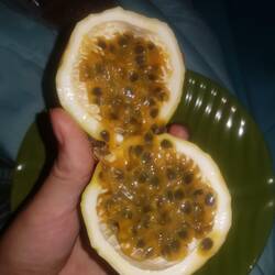 Ich zitiere: "So muss eine Maracuja aussehen!"