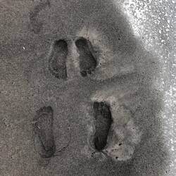 Grosse und kleine (grosse) füsse