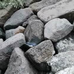 Ein kleiner Pinguin direkt vor der Haustür am St Kilda Beach😍