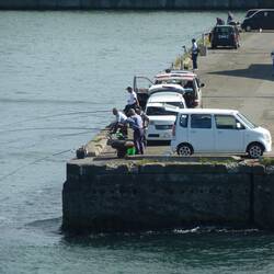 Fishing in the Harbour