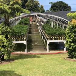 Also vanilla plat (background) and other little trees