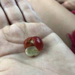 Cherry and the inside