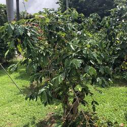 100 year old coffee tree