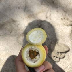Fresh passionfruit as a snack
