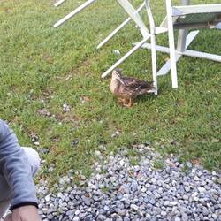 Morgens mit Ente 🦆