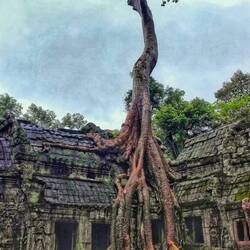 Ta Prhom Tempel (von einem Baum bewachsen)