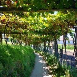 Auf dem Weg nach Padron mitten durch den Wein