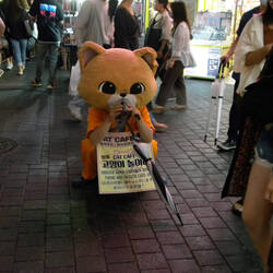 Spruiking for Business for the Cat Cafe, Myeongdong