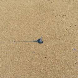 Portugisische Galeere 😟