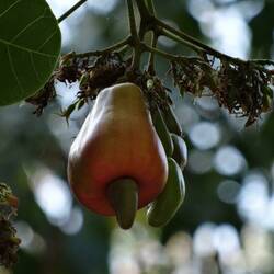 Cashew-Frucht