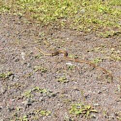 Uuhhhh meine erste Schlange hier