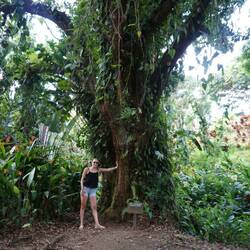 100-Jahre alter Mangobaum (rechts)