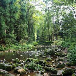 Fluss des Golden Whip Canyon durch wunderschöne Vegetation