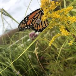 Dieser Schmetterling (draußen) wird verfolgt 😎