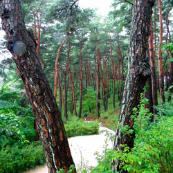 Path Leading Uphill to the Naksansa Temple from the Carpark