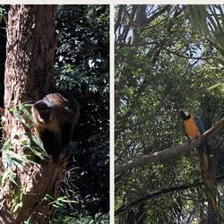 Wir sind zum Christo Redendor hochgewandert und das waren unsere Begleiter