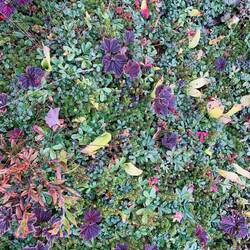 A tapestry of lichen and berries on the fields by the ocean