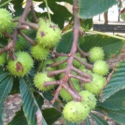 Funny things emerge when these hatch...