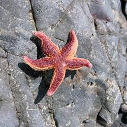 I found a star fish on the beach and threw it back but not before a photo!