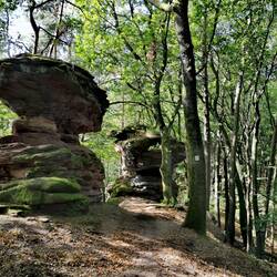 A lot of forest and rocks at the "Dimbacher Bundsandstein Höhenweg"!