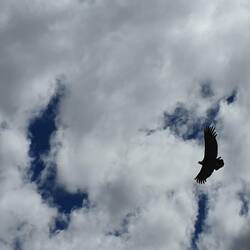 Condor