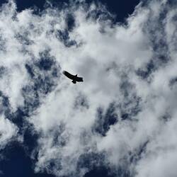 Condor